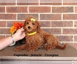 Small #1 Cavapoo