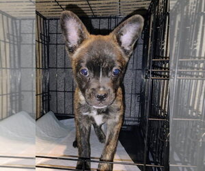 French Bulldog-Poodle (Miniature) Mix Dogs for adoption in Dana Point, CA, USA