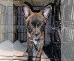 Small French Bulldog-Poodle (Miniature) Mix
