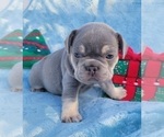 Puppy 2 French Bulldog