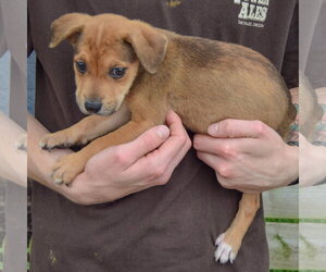 Astrid - Female American Staffordshire Terrier-German Shepherd Dog Mix Dog for Adoption - Photo #2