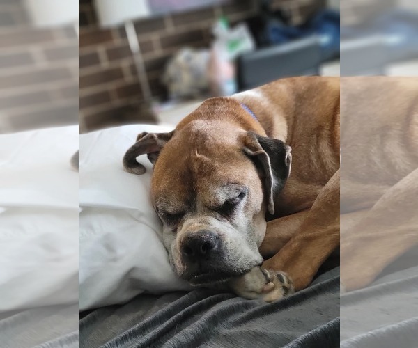 Medium Photo #11 Boxer Puppy For Sale in Burnsville, MN, USA