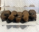 Wheaten boys - Male Soft Coated Wheaten Terrier Puppy for Sale - Photo #3