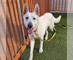 Small #1 German Shepherd Dog Mix