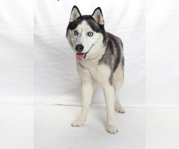 Medium Photo #1 Siberian Husky Puppy For Sale in Burbank, CA, USA