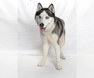 Siberian Husky Dogs for adoption in Burbank, CA, USA