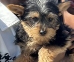 Small Photo #2 Yorkshire Terrier Puppy For Sale in COUNTRY CLUB HILLS, IL, USA