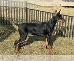Small #9 Doberman Pinscher