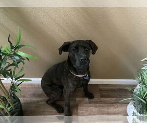 Phoenix - Female Mutt Dog for Adoption - Photo #4