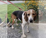 Small Treeing Walker Coonhound