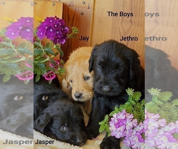 View Ad: Labradoodle Litter of Puppies for Sale near In Greece