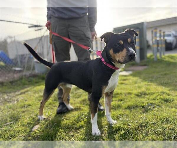 Medium Photo #1 Mutt Puppy For Sale in McKinleyville, CA, USA