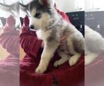 Small Photo #3 Wolf Hybrid Puppy For Sale in BYBEE, TN, USA
