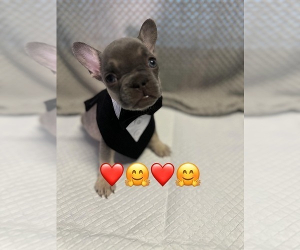 Medium Photo #5 French Bulldog Puppy For Sale in YUCAIPA, CA, USA