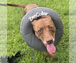 Small #1 American Pit Bull Terrier Mix