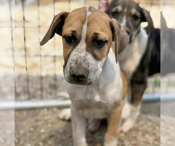 Medium Photo #3 Mutt Puppy For Sale in San Diego, CA, USA