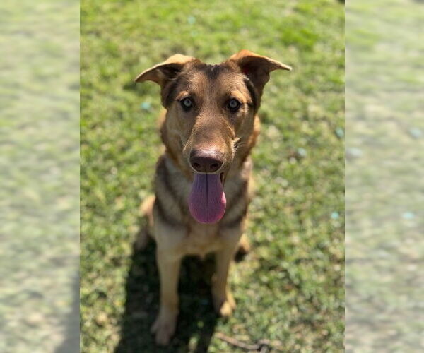 Medium Photo #1 German Shepherd Dog-Unknown Mix Puppy For Sale in Riverside, CA, USA