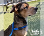 Dobby - Male Bagle Hound Dog for Adoption - Small photo