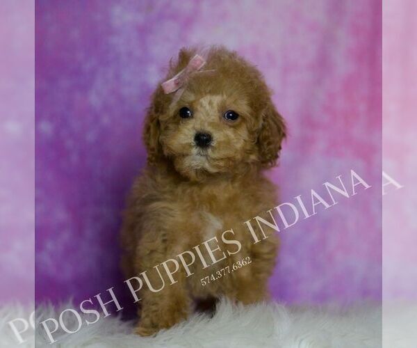 Medium Photo #48 Maltipoo (Miniature) Puppy For Sale in WARSAW, IN, USA