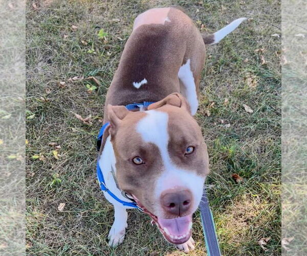 Medium Photo #21 American Pit Bull Terrier-Unknown Mix Puppy For Sale in Fargo, ND, USA