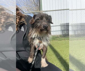 Cairn Terrier-Unknown Mix Dogs for adoption in Pasadena, TX, USA