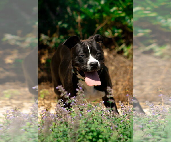 Medium Photo #4 Mutt Puppy For Sale in Rustburg, VA, USA