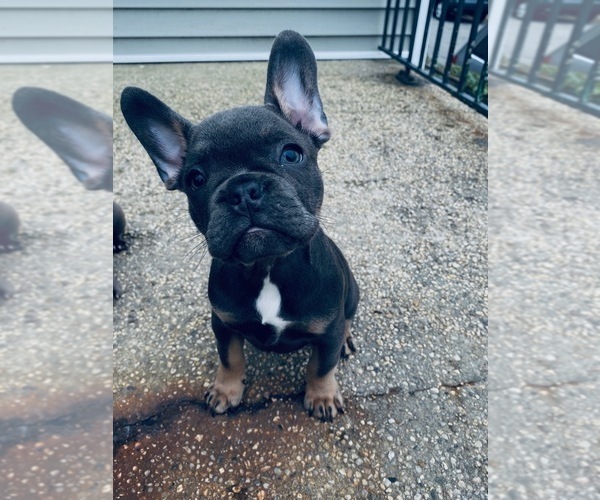 Medium Photo #5 French Bulldog Puppy For Sale in YONKERS, NY, USA