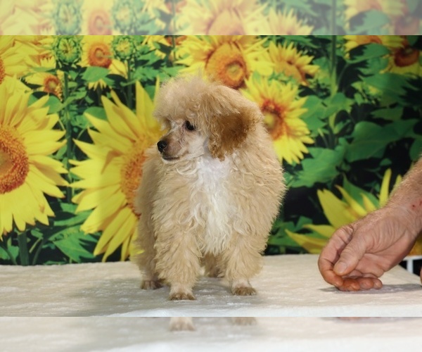 Medium Photo #21 Poodle (Toy) Puppy For Sale in DYERSBURG, TN, USA