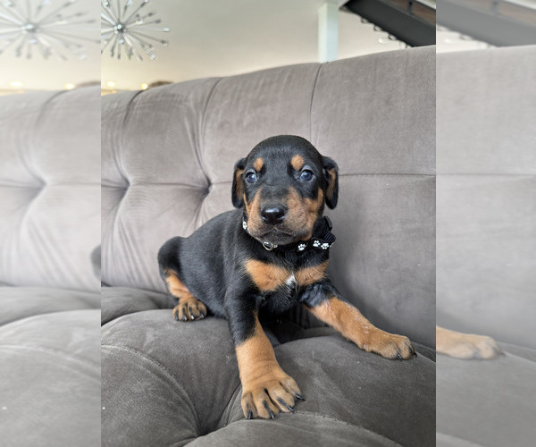 Medium Photo #2 Doberman Pinscher Puppy For Sale in PUYALLUP, WA, USA