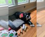 Small #2 American Staffordshire Terrier