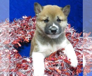 Shiba Inu Puppy for sale in HARTVILLE, MO, USA