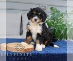 Small #3 Bernedoodle (Miniature)