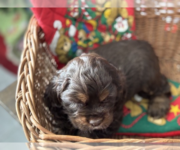 Medium Photo #4 Cocker Spaniel Puppy For Sale in COLBERT, GA, USA