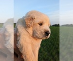 Small Photo #8 Golden Retriever Puppy For Sale in WOOSTER, OH, USA