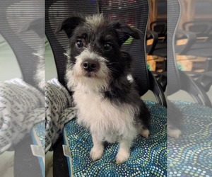 Jack Russell Terrier-Unknown Mix Dogs for adoption in Anchorage, AK, USA