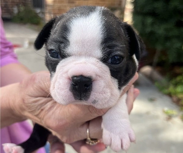 Medium Photo #4 Boston Terrier Puppy For Sale in BURLESON, TX, USA