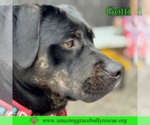 Small #12 Rottweiler-American Pit Bull Terrier