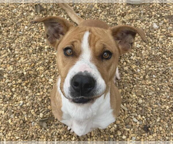 Medium Photo #2 Mutt Puppy For Sale in Anniston, AL, USA