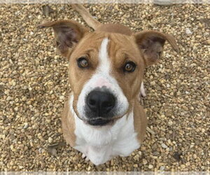 Suzie - Female Mutt Dog for Adoption - Photo #2