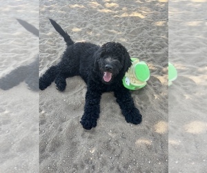 Australian Labradoodle Puppy for sale in DENVER, CO, USA