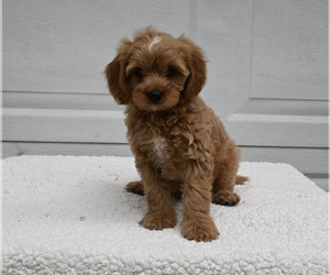 Cavachon-Poodle (Miniature) Mix Puppy for sale in DALTON, OH, USA