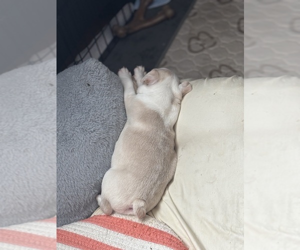 Medium Photo #9 Boston Terrier Puppy For Sale in HAMDEN, CT, USA