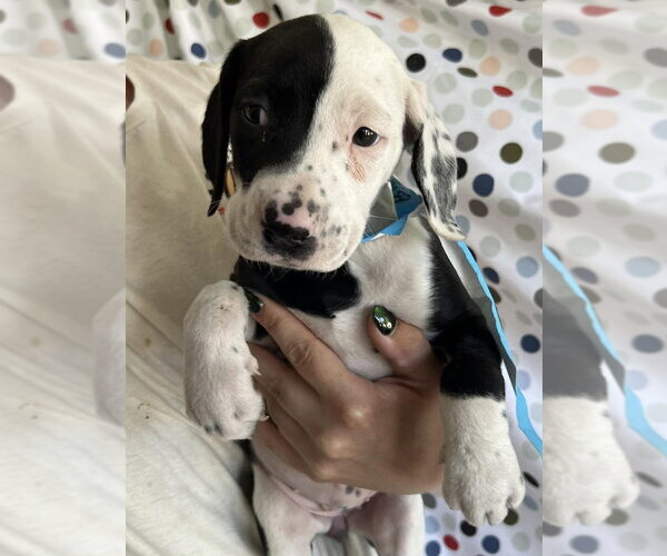 Medium Photo #1 Mutt Puppy For Sale in Candler, NC, USA