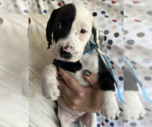 Mutt Dogs for adoption in Candler, NC, USA