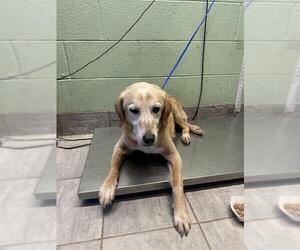 Labrador Retriever-Unknown Mix Dogs for adoption in Grand Prairie, TX, USA