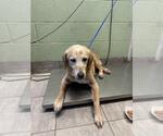 Small Labrador Retriever Mix
