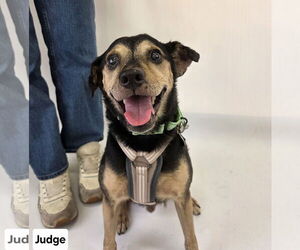 Jack-A-Bee Dogs for adoption in Princeton, MN, USA