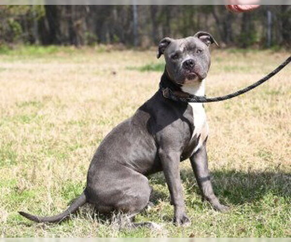 Medium Photo #4 Mutt Puppy For Sale in Glen Allen, VA, USA