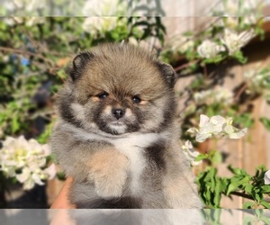 Pomeranian Puppy for sale in SUN VALLEY, NV, USA