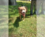 Small #1 American Staffordshire Terrier